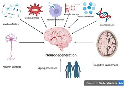 Editorial: Insights into mechanisms underlying brain impairment in aging, volume II